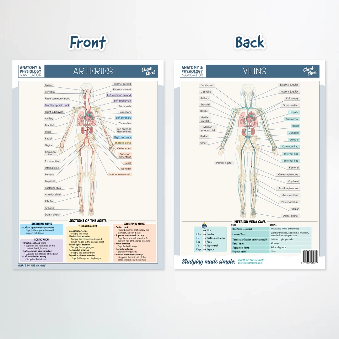 Anatomy Physiology Navigator Cheat Sheets NurseInTheMaking