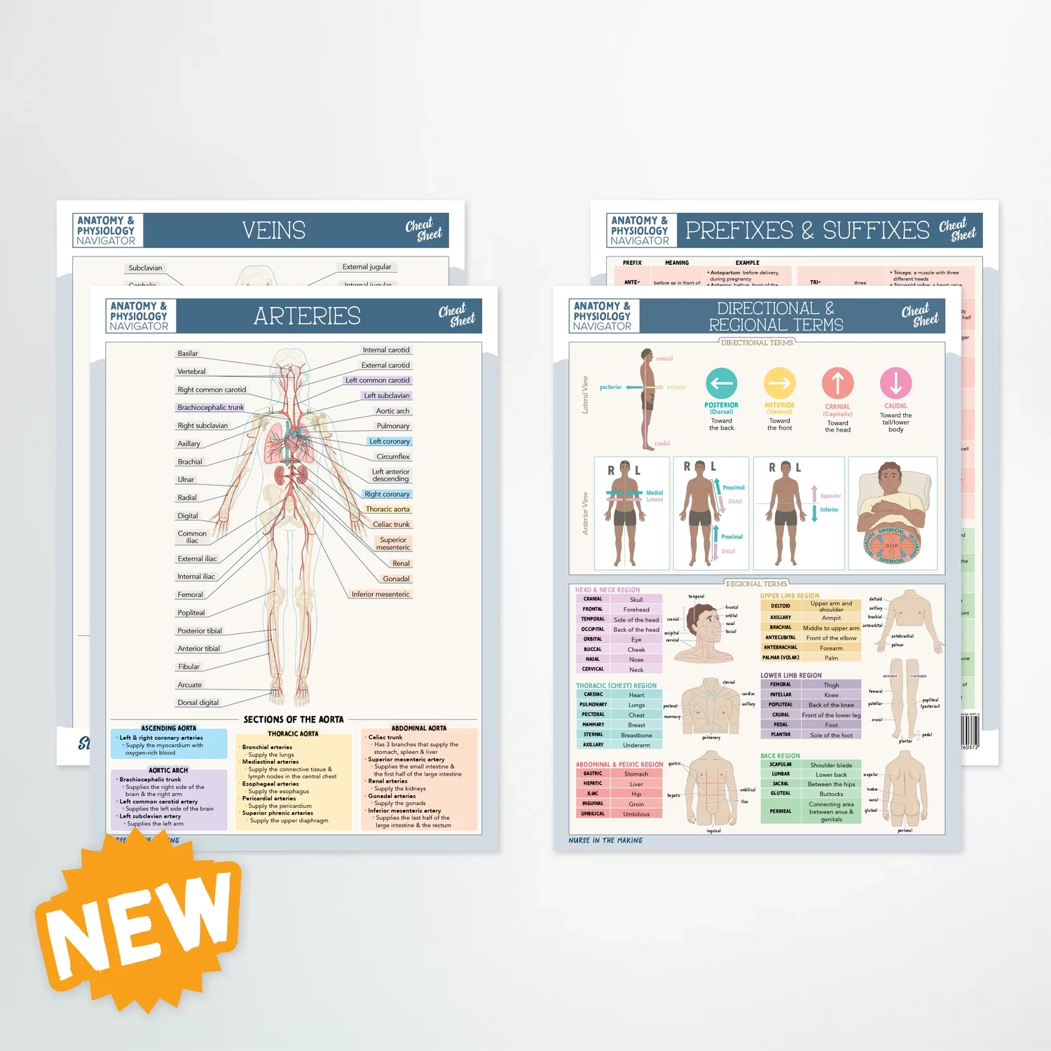 Anatomy Physiology Navigator Cheat Sheets NurseInTheMaking