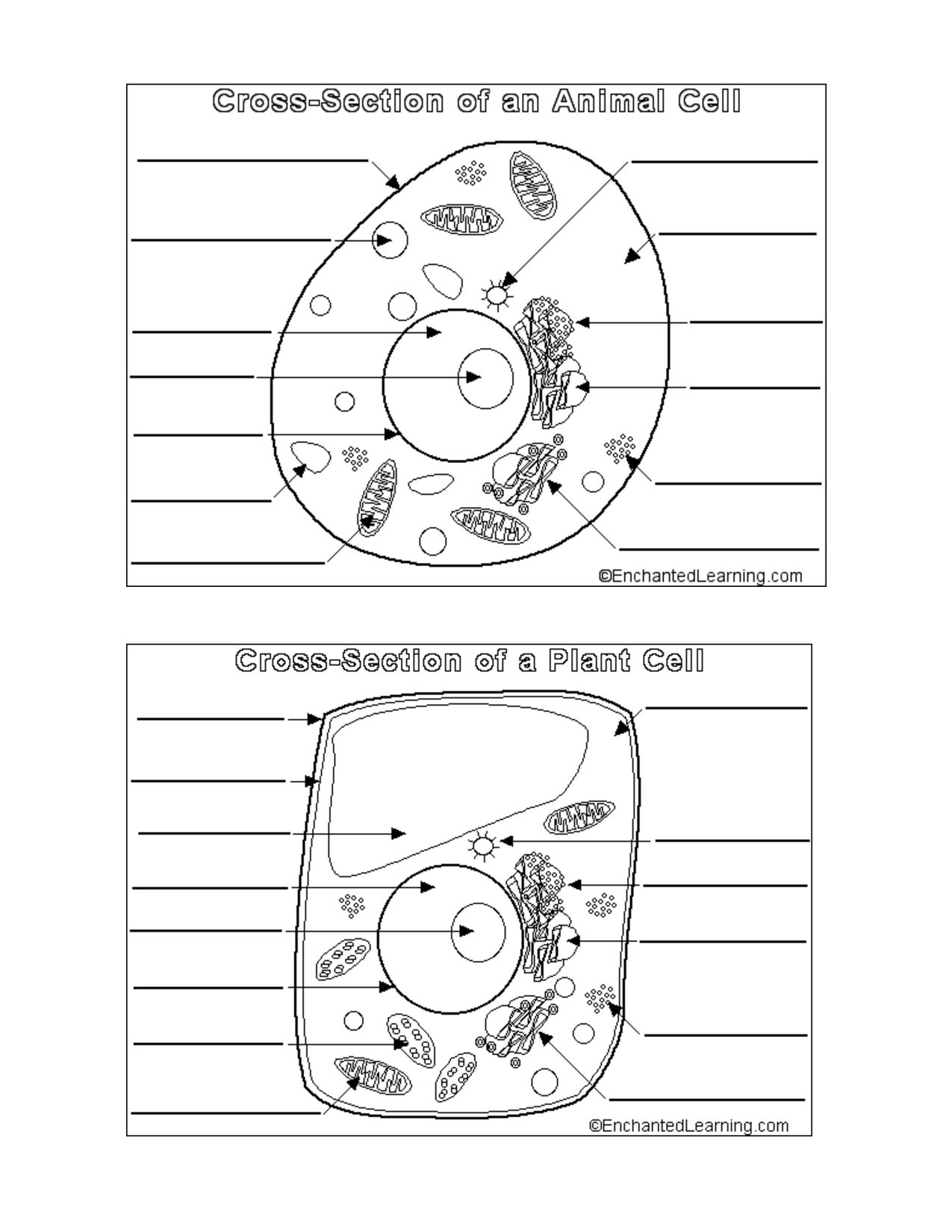 Animal And Plant Cell Worksheets Printable Animal Cells Worksheets Library