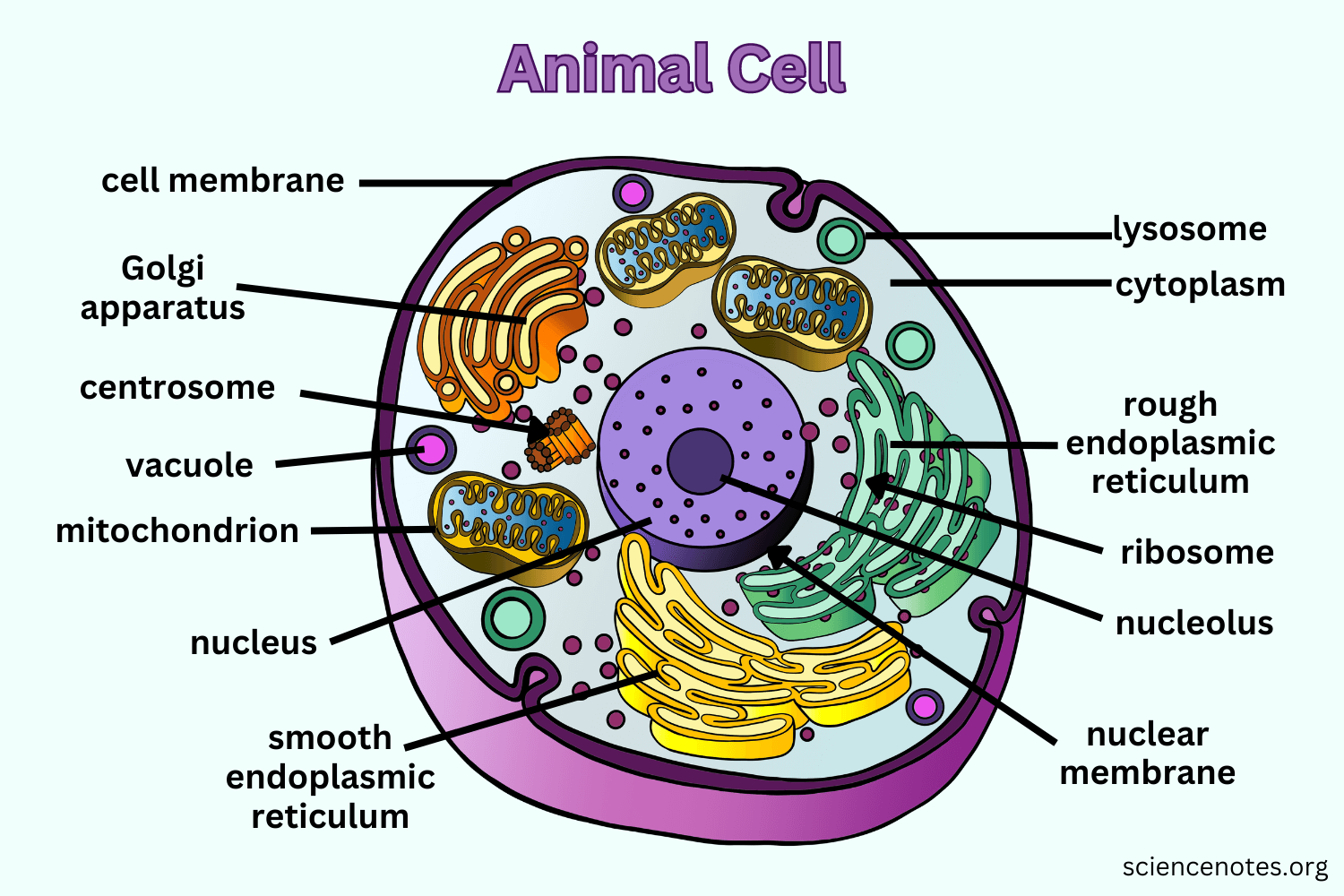 Printable Animal Cell Sheet