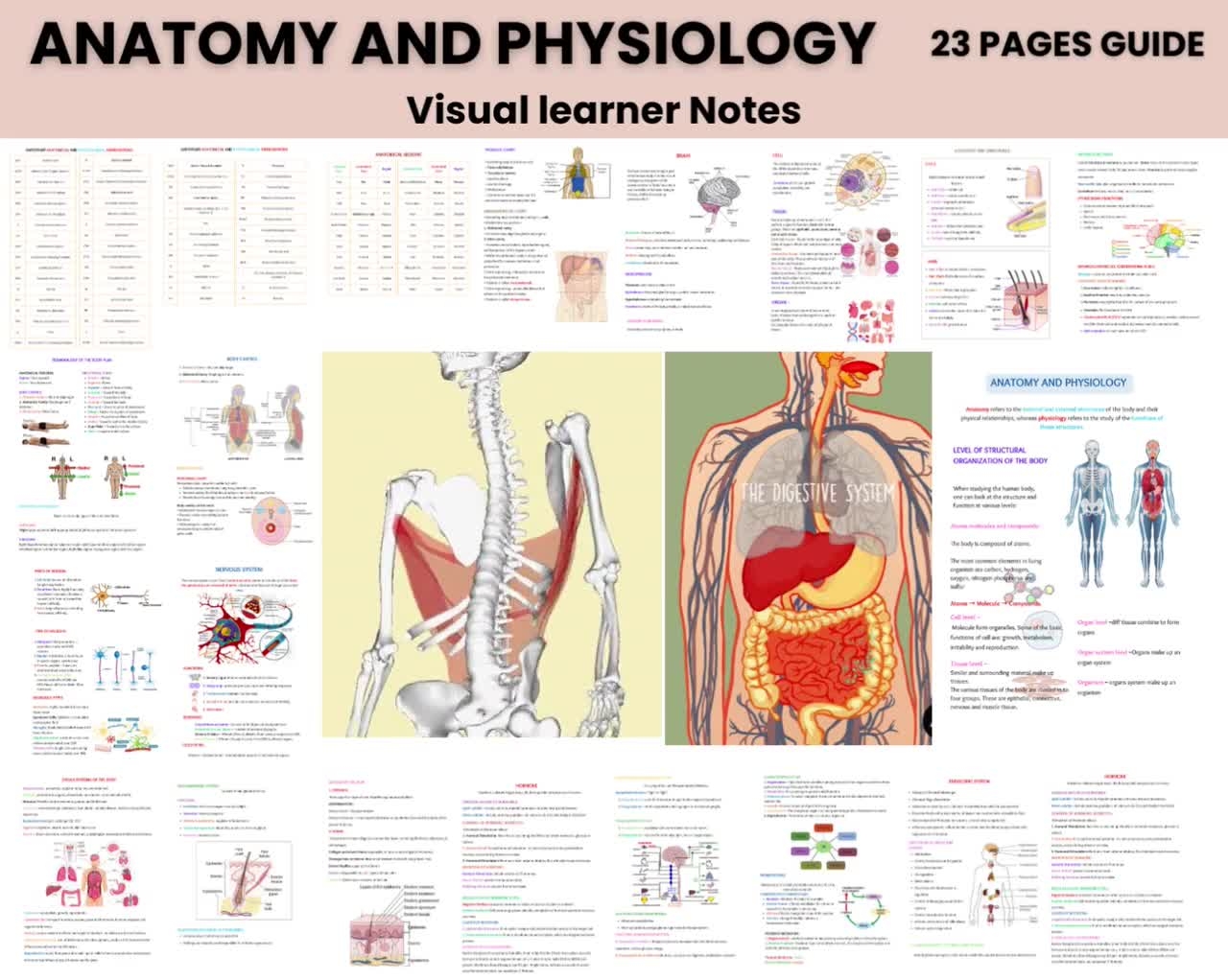 Visual Anatomy Guide Human Physiology Printables