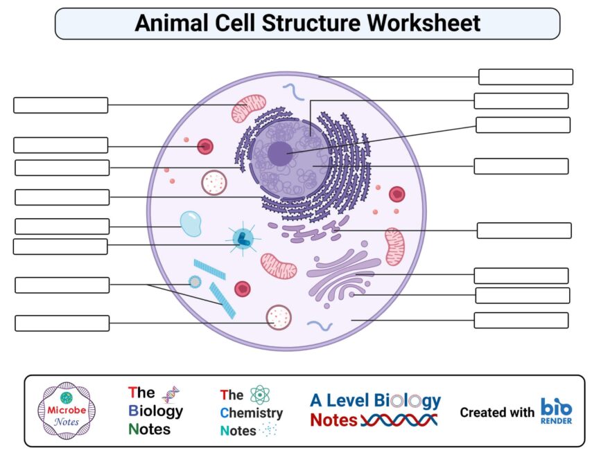 Free Printable amp Interactive Animal Cell Worksheets Worksheets Library