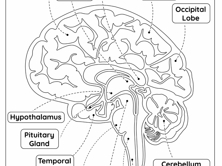 The Brain Anatomy Free Worksheet For Kids SKOOLGO Worksheets Library